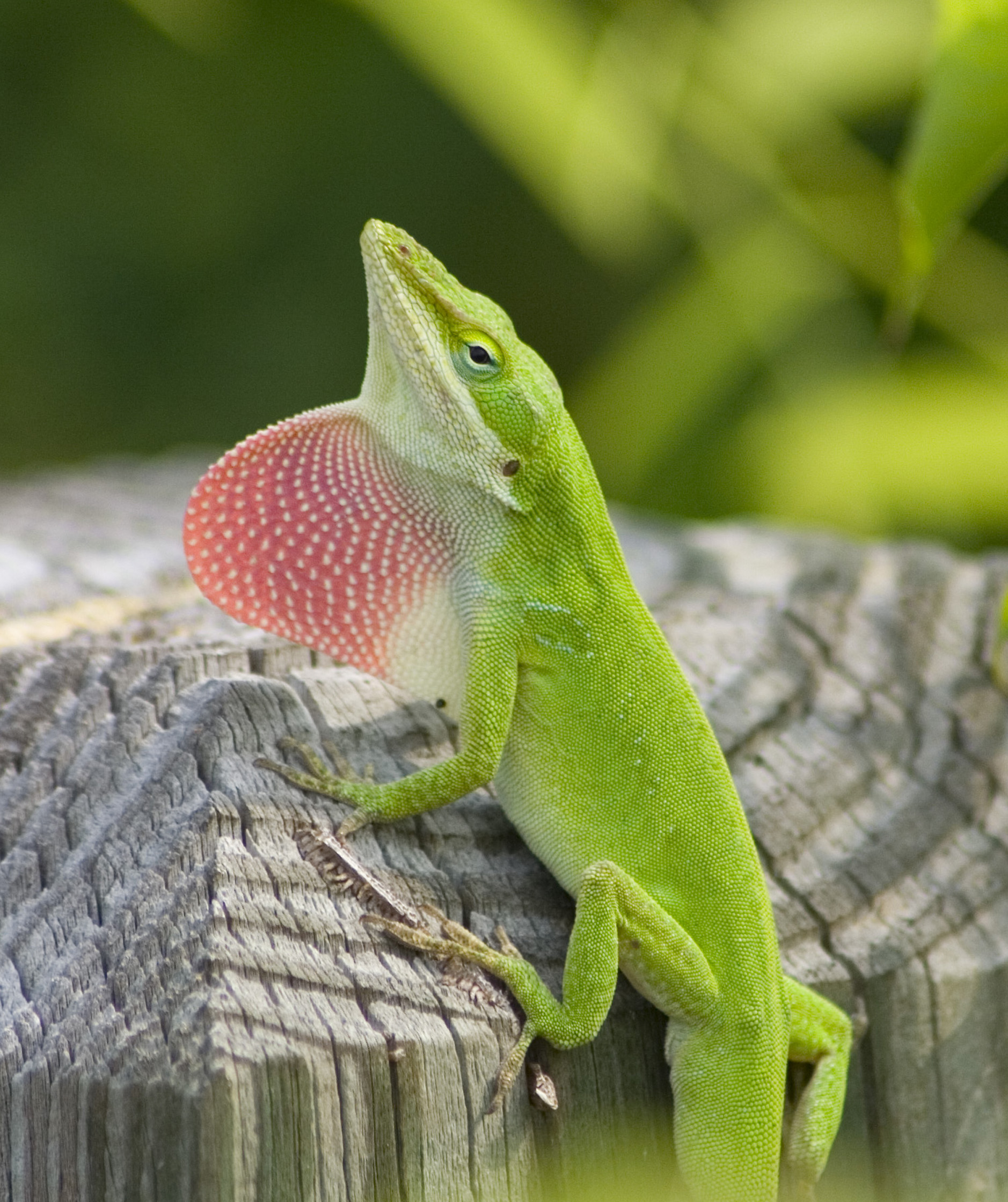 Anolis carolinensis