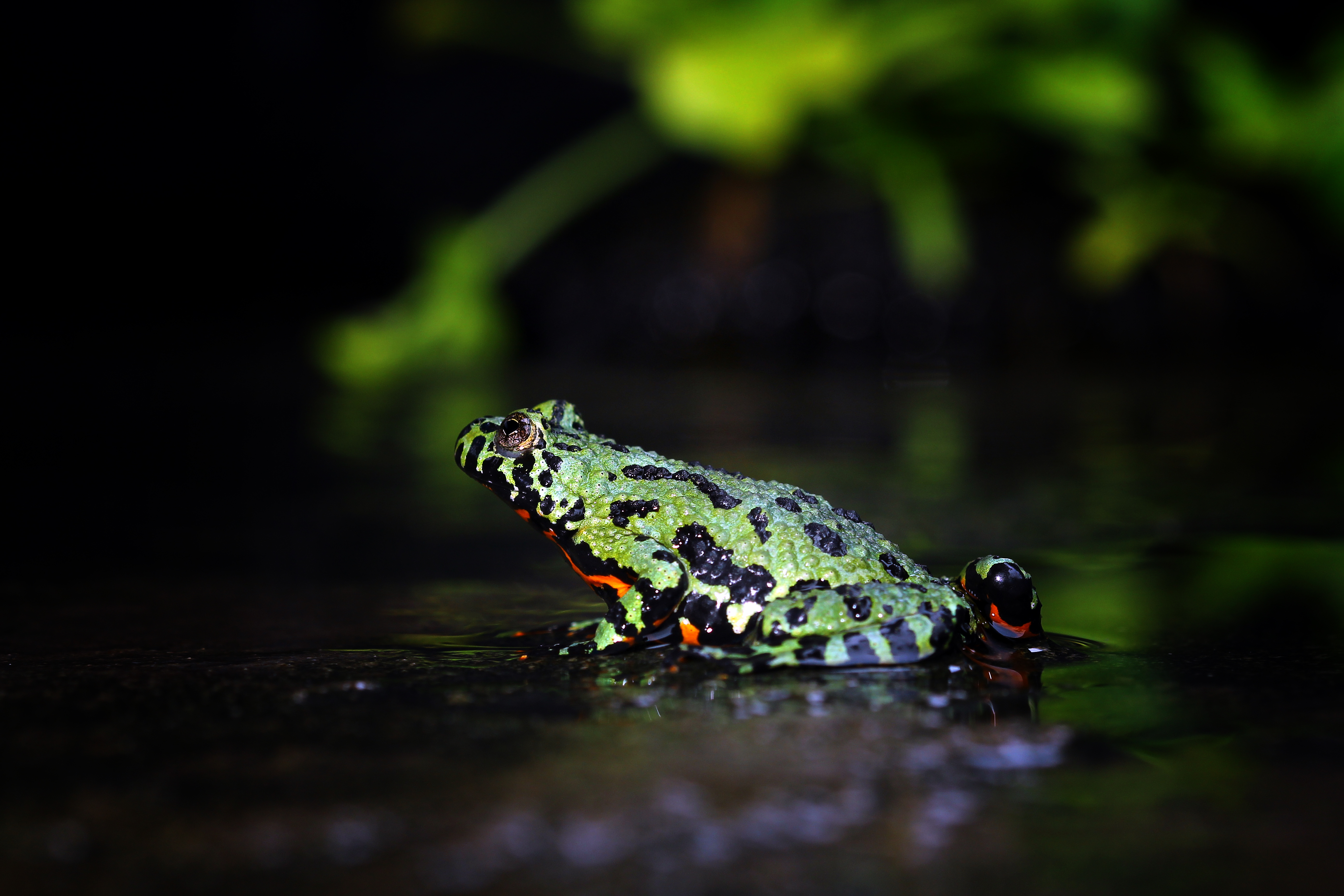 Dendrobates auratus