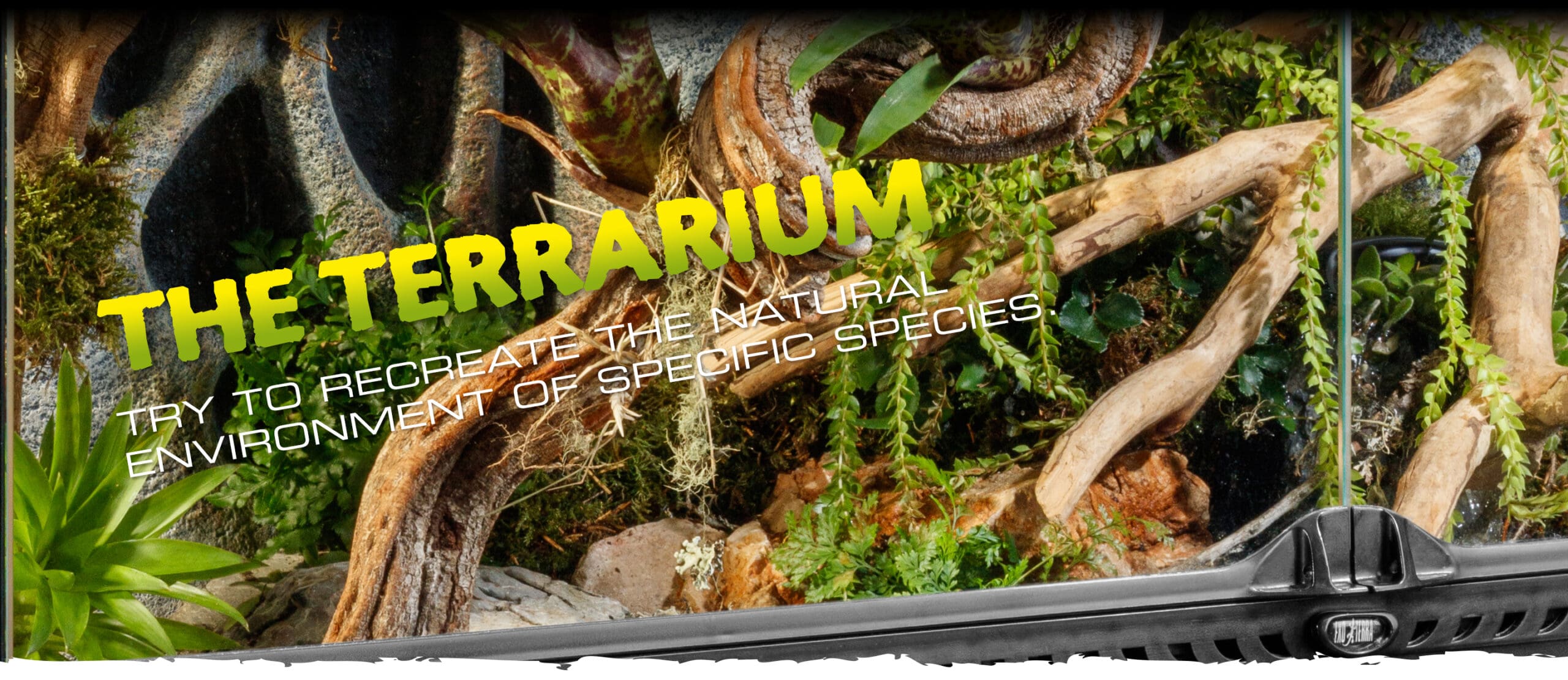 The terrarium is without doubt the most important aspect of successful reptile and amphibian keeping.