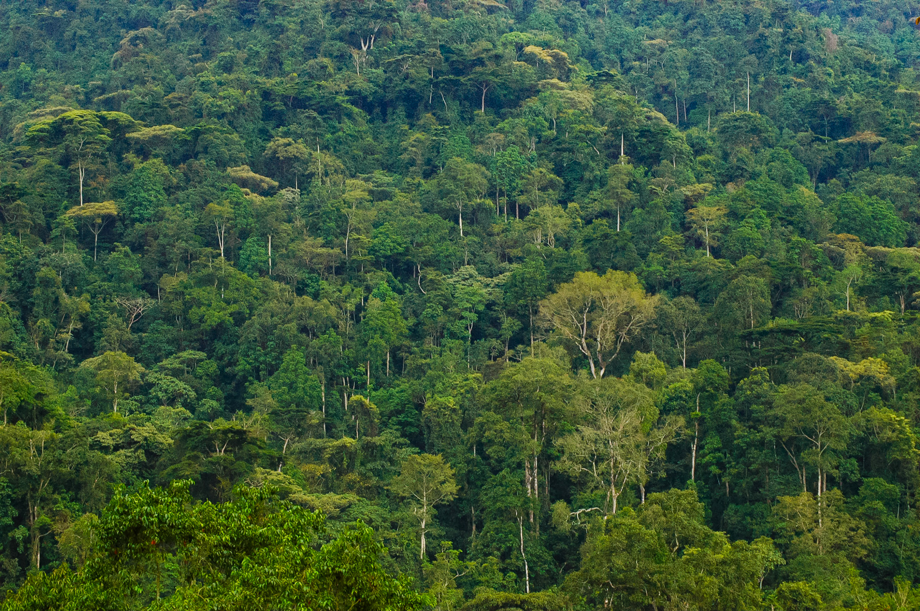 Der undurchdringliche Bwindi-Regenwald