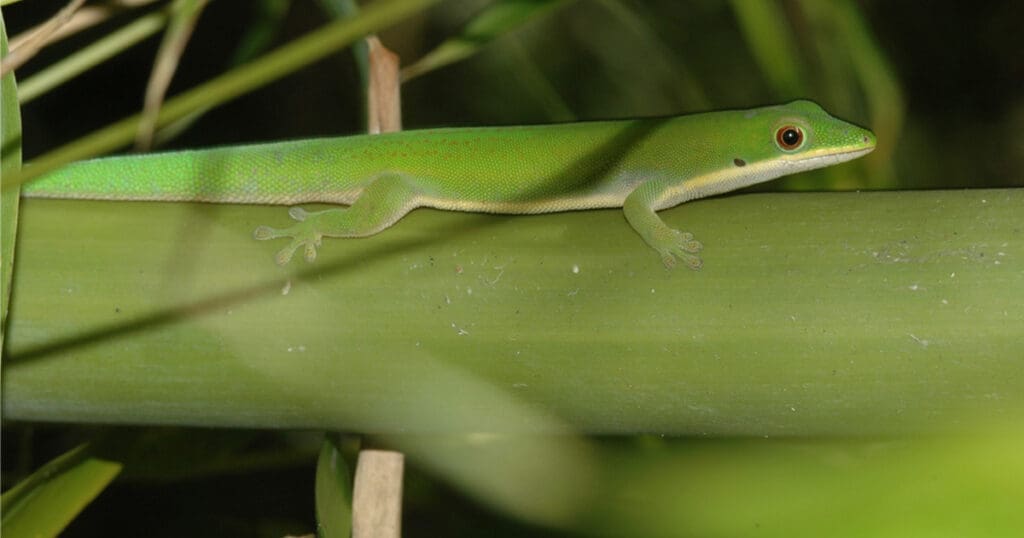 Entdeckung Eines Neuen Geckos