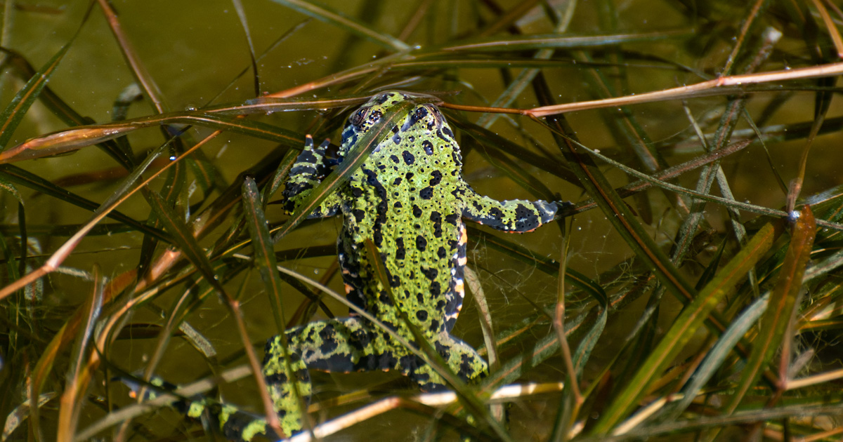 Fire belly toad with sales fish