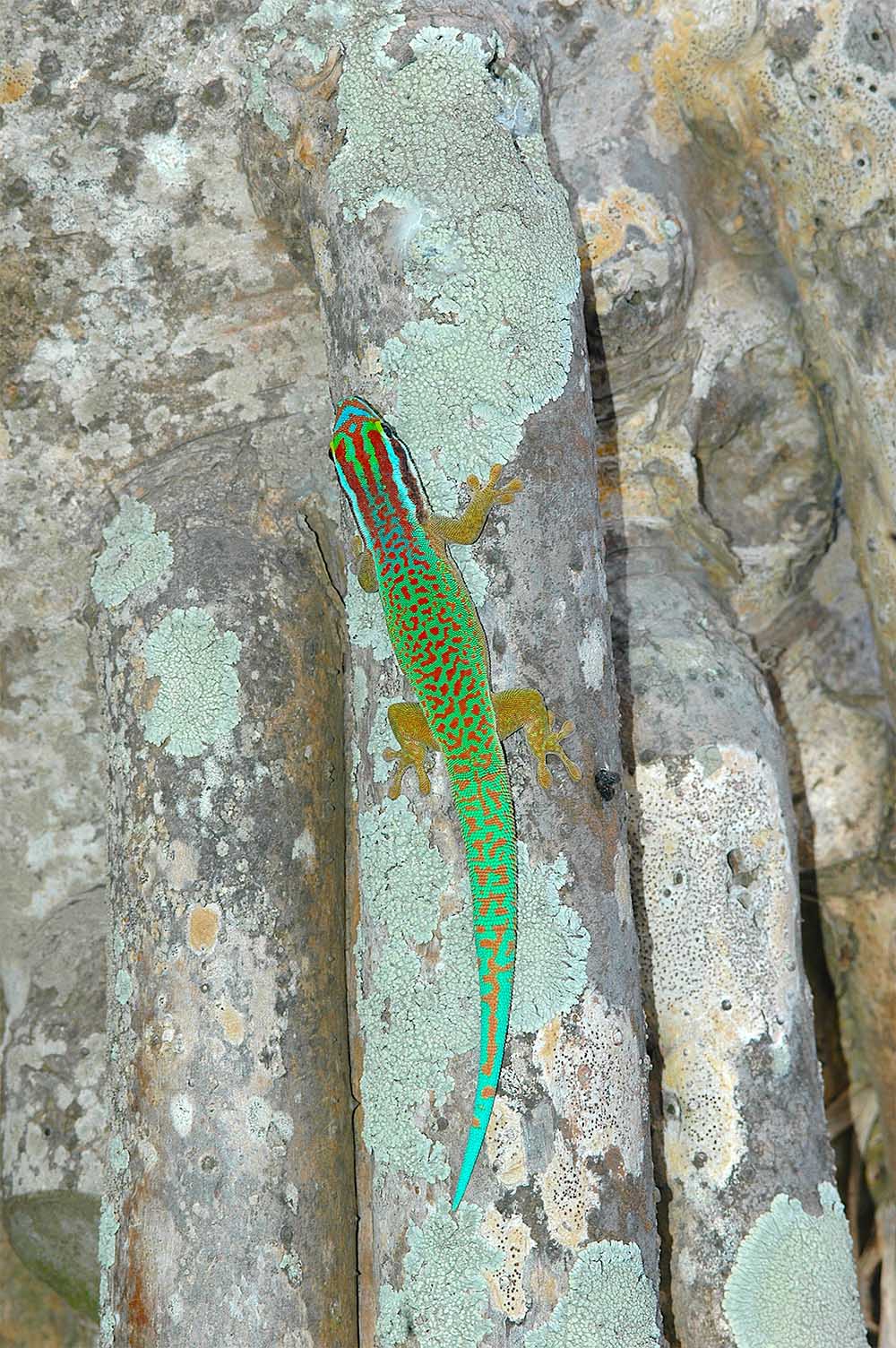 Phelsuma borbonica en le brûlé, norte de Reunión
