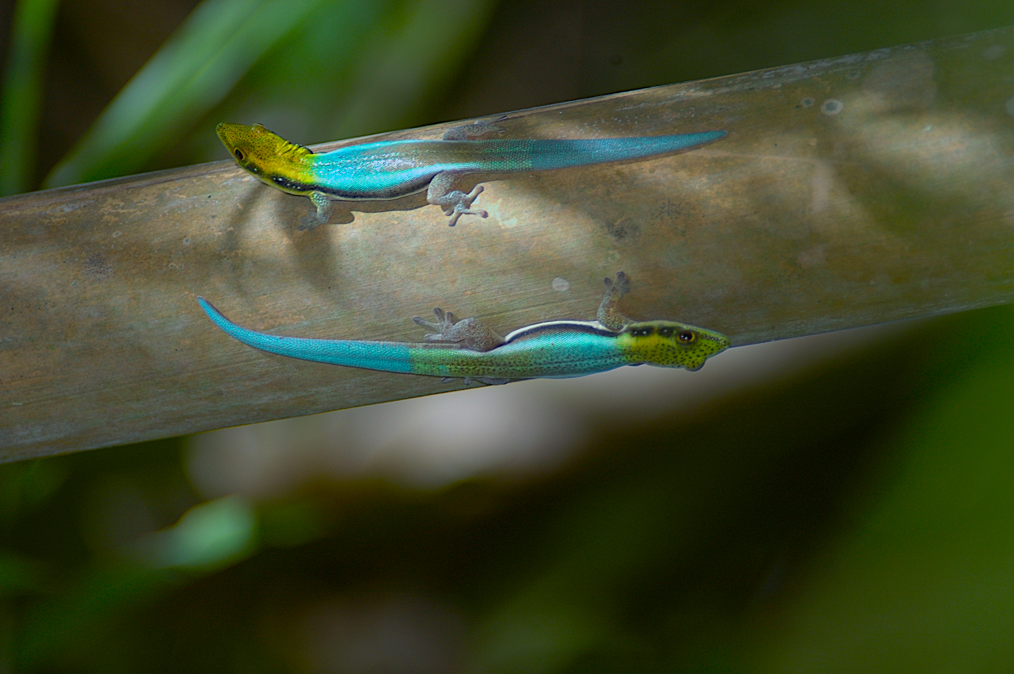 Klemmer's Day Gecko (Phelsuma klemmeri) sitting on bamboo - by E. Van Heygen.