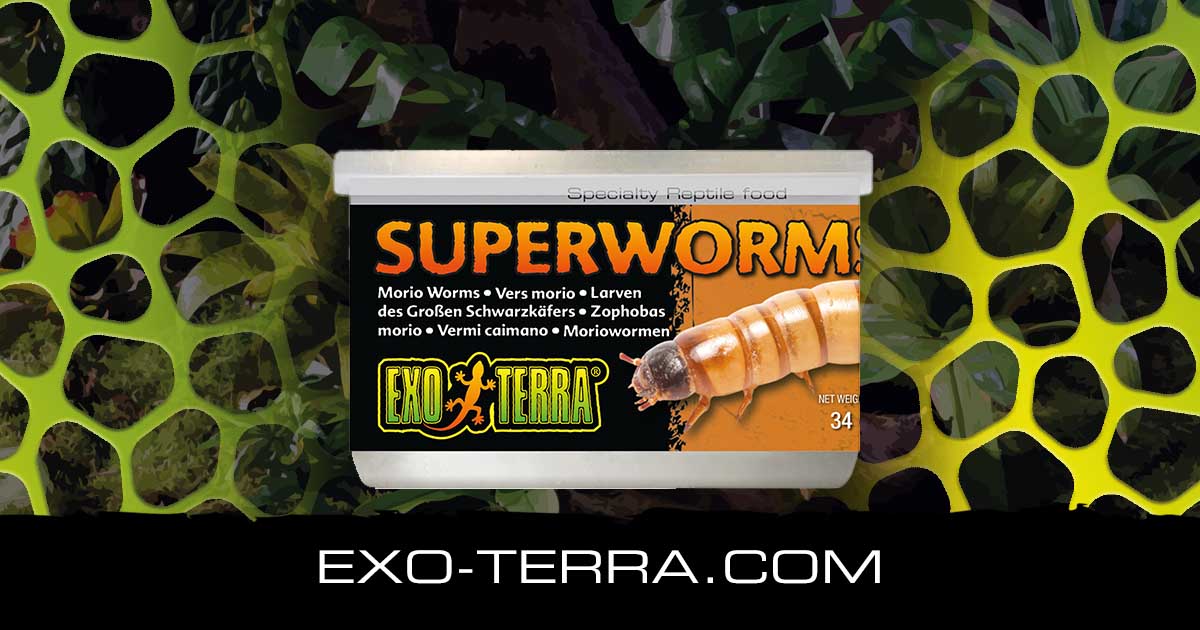 Superworms Box Superworms 1.2 oz - 34g