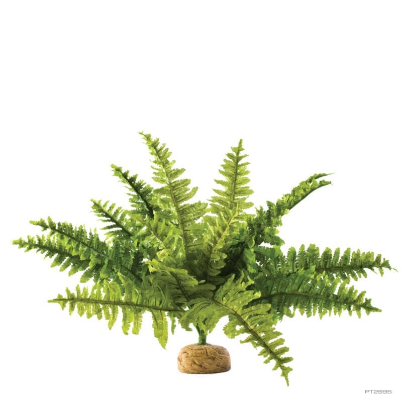 Boston Fern Medium