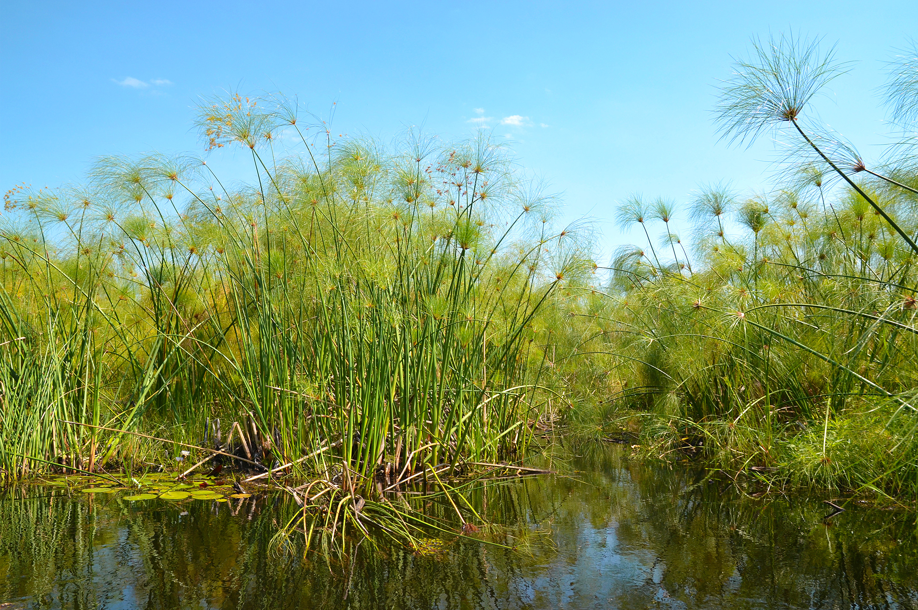 Marais De Bigodi