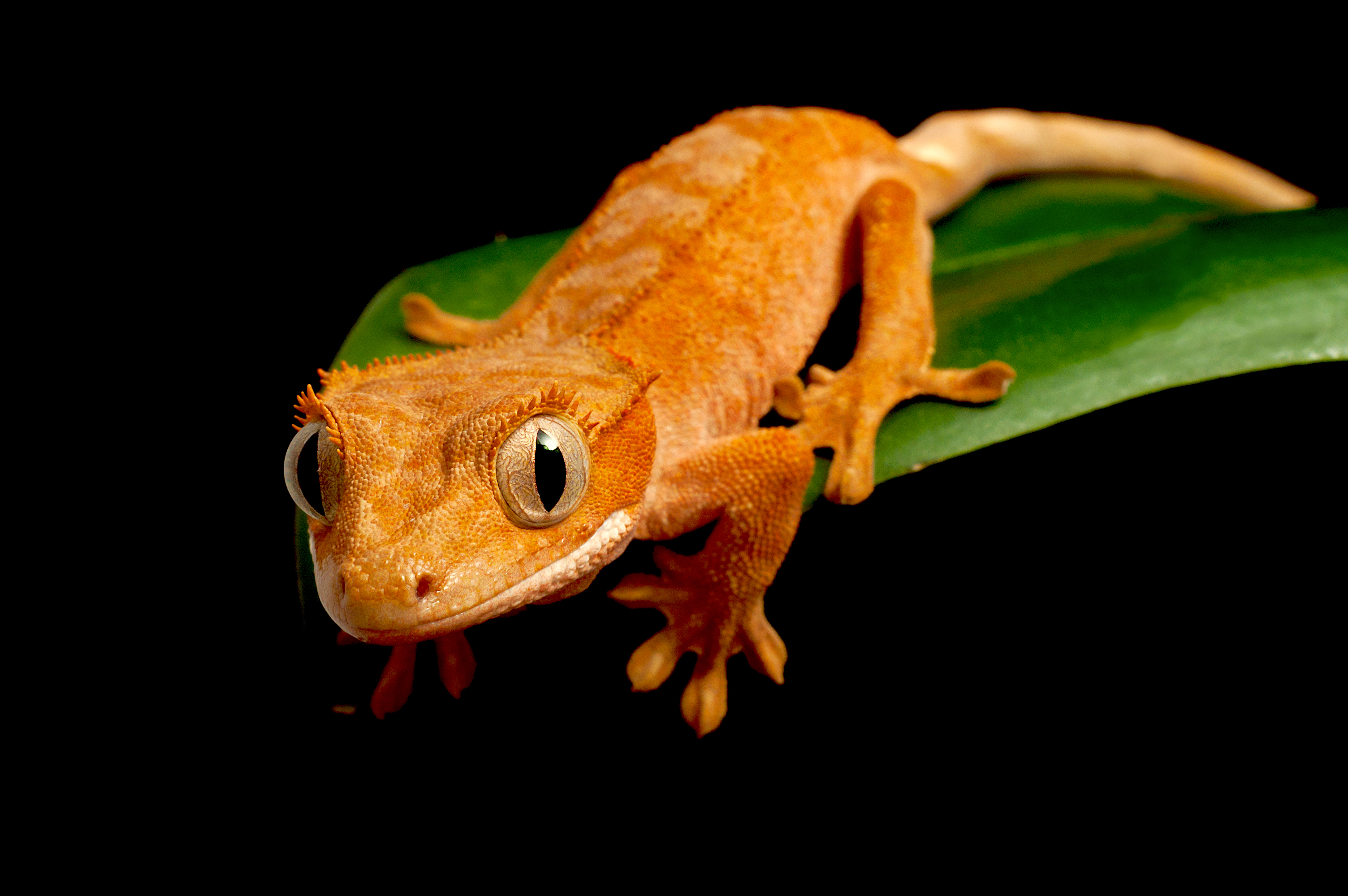 Gecko à crête(Correlophus ciliatus)
