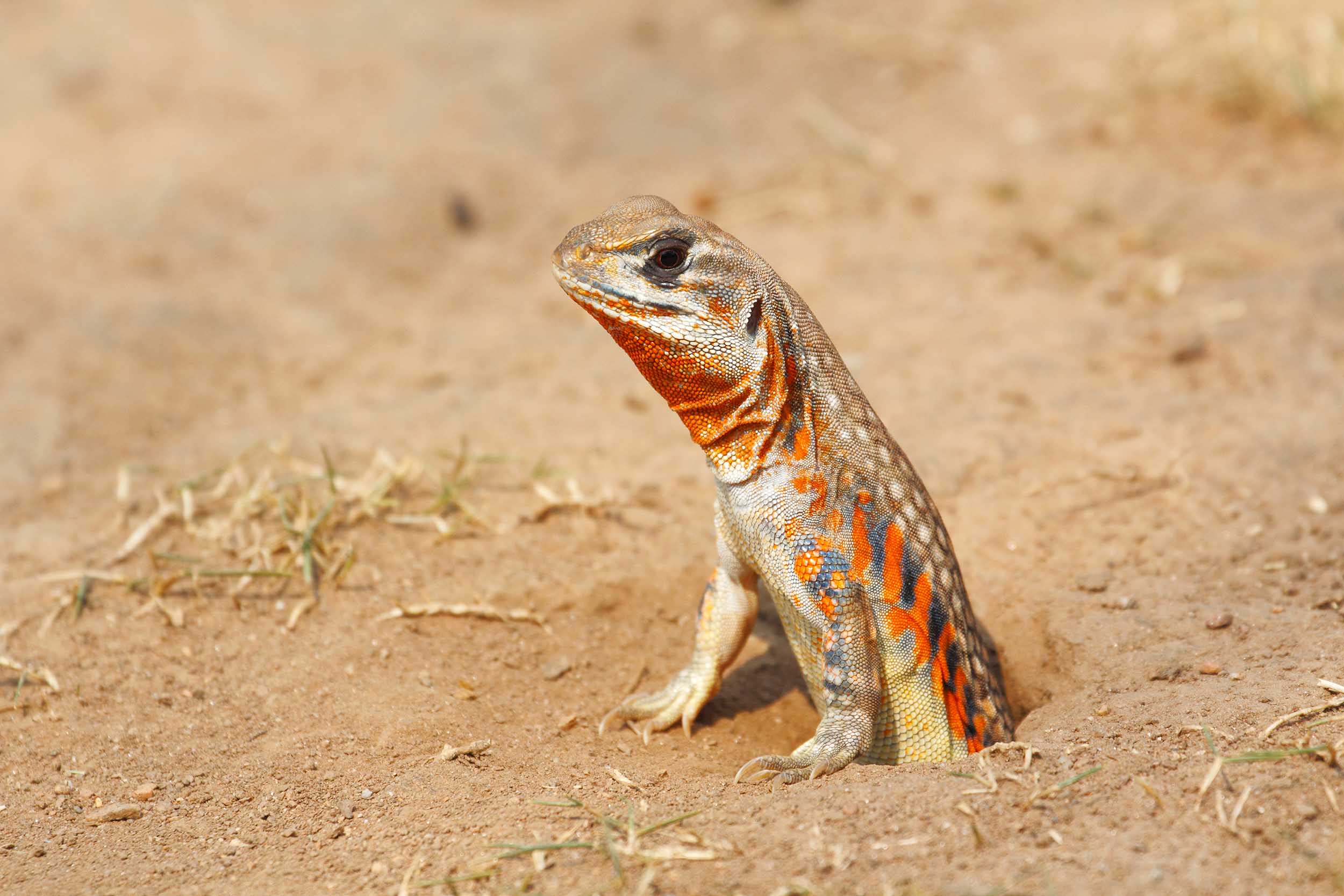 Butterfly Agama, Leiolepis belliana ocellata emerges from its burrow