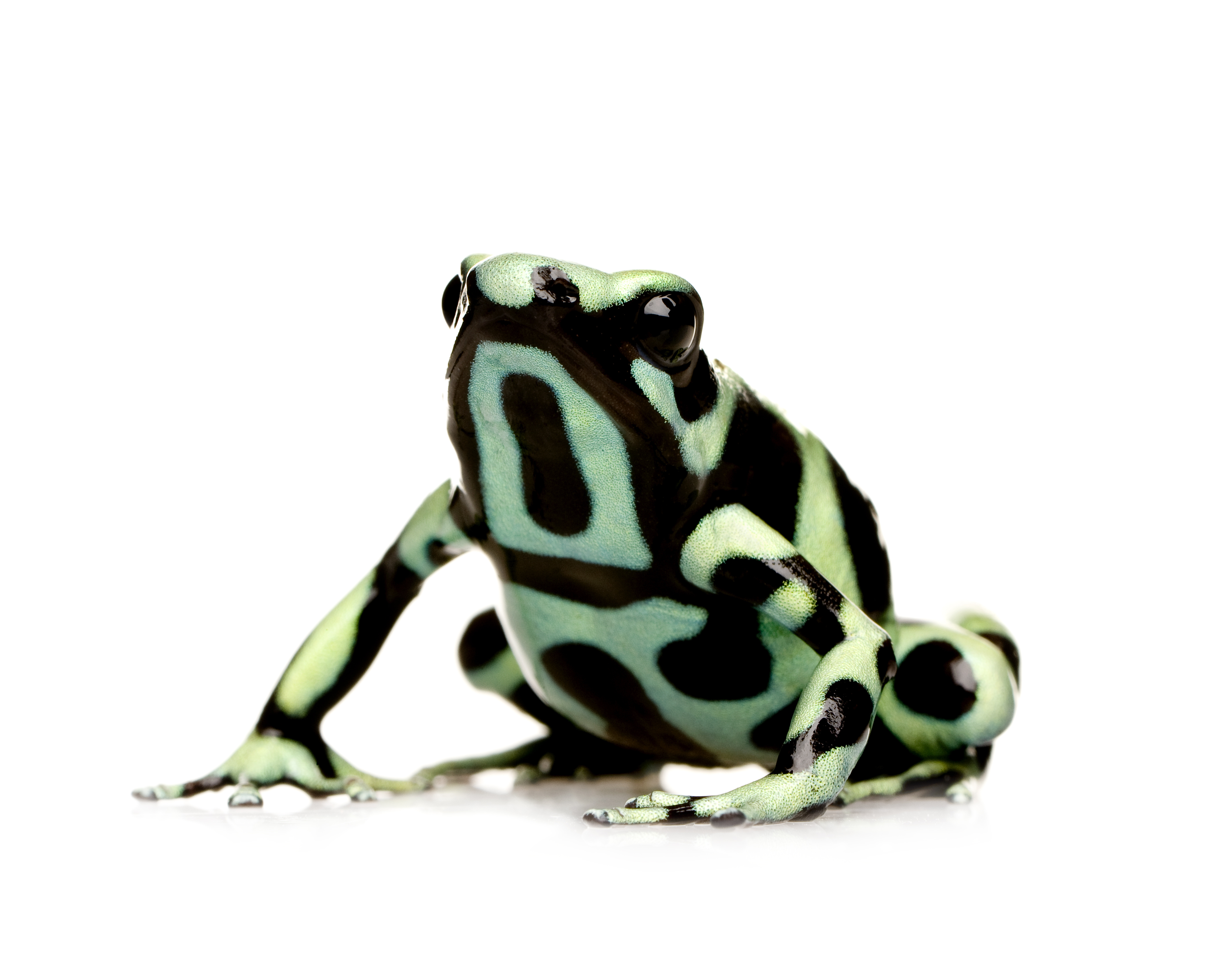 Green and Black Poison Dart Frog (Dendrobates auratus) in front of a white background.