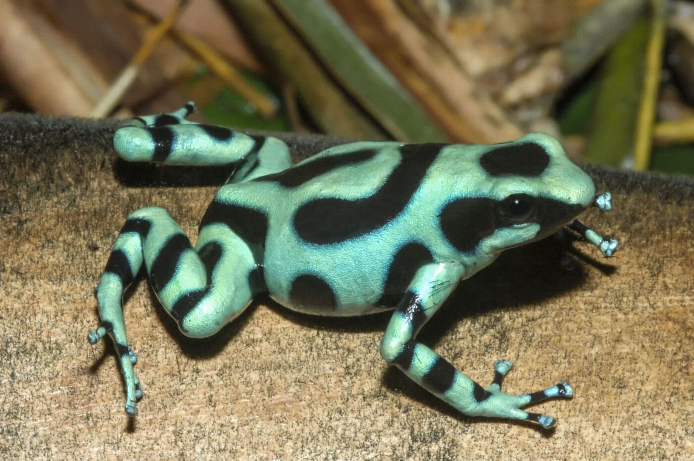 Green-and-black Poison Dart Frog (Dendrobates auratus) · iNaturalist