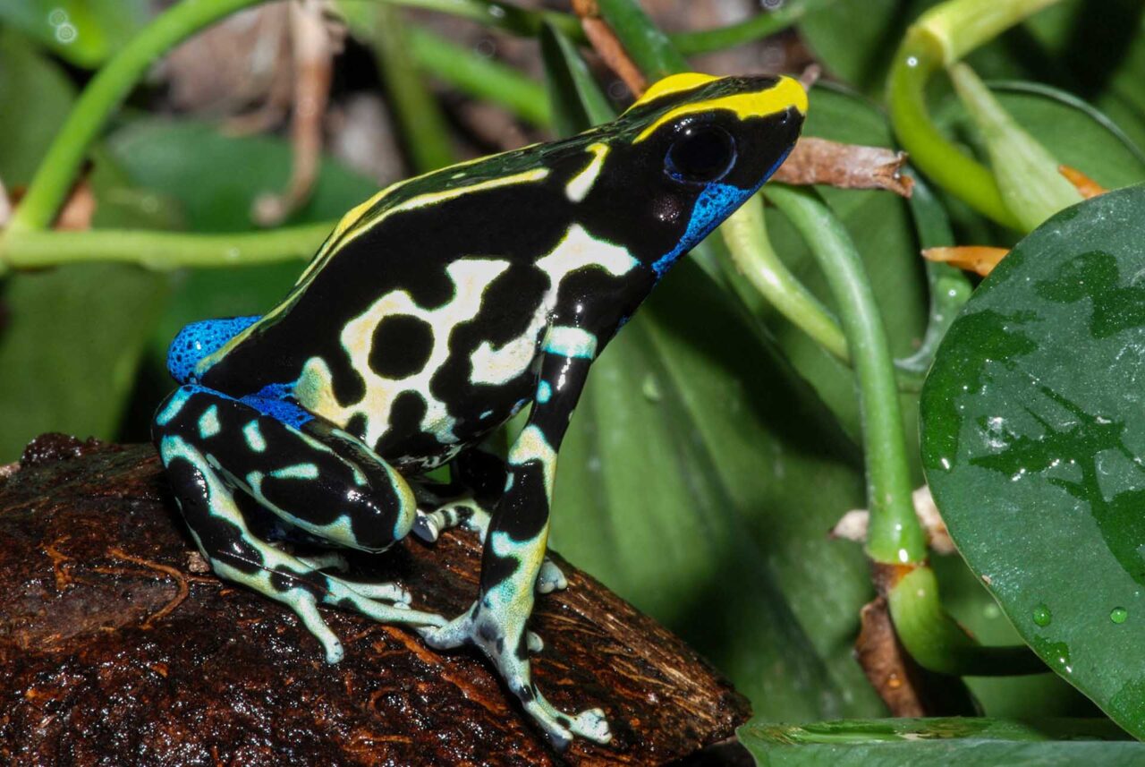 Dyeing Poison Dart Frog