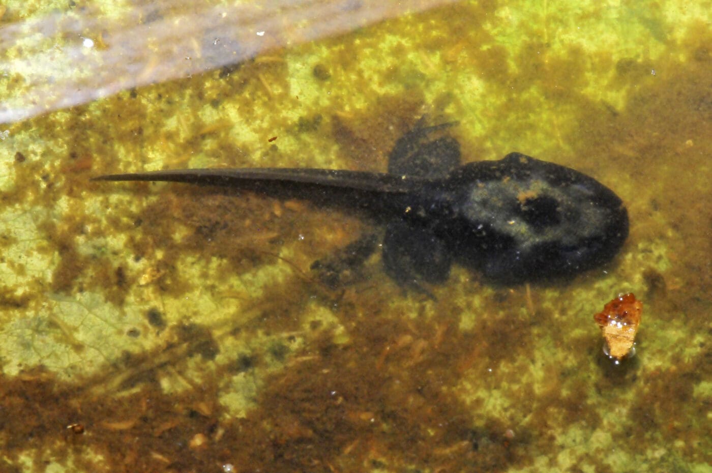 Dendrobates tinctorius tadpole