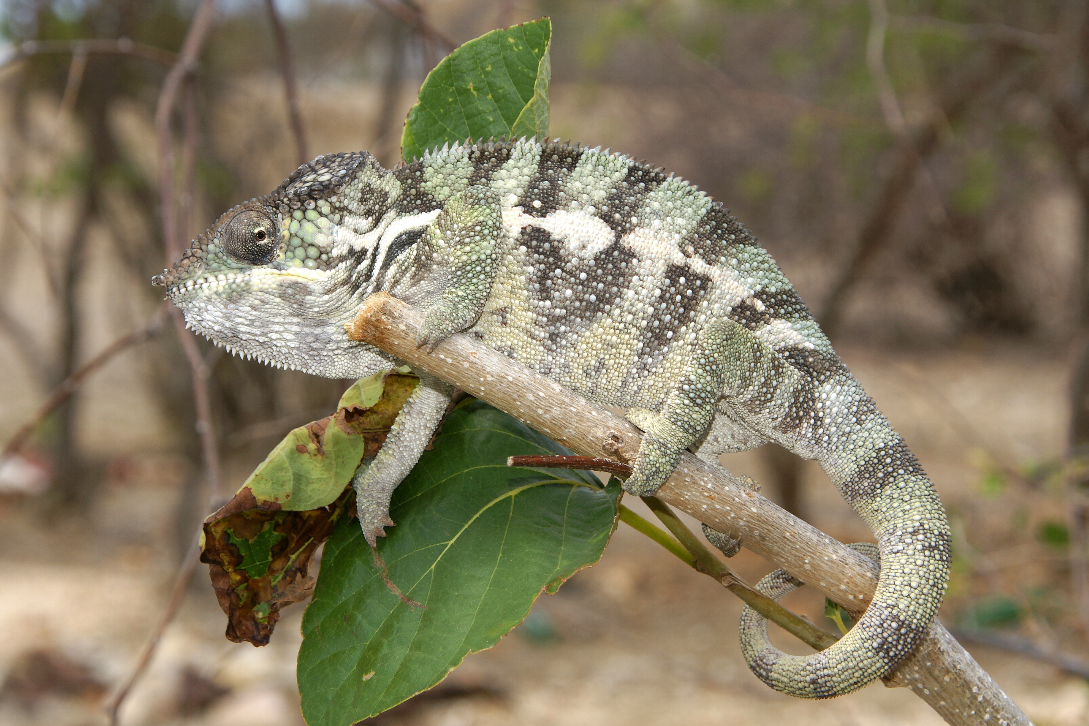 Panter chameleon perched on top of a branch end (Furcifer pardalis) - by R. Zobel.