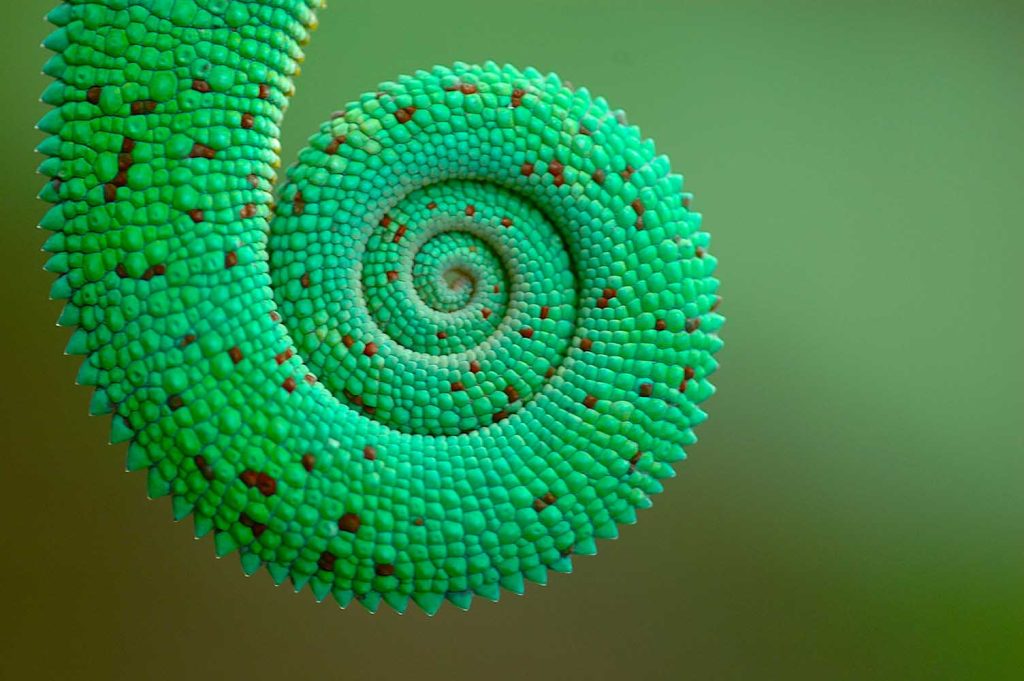 Perfect spiral of a Panther Chameleon's tail (Nosy Be)
