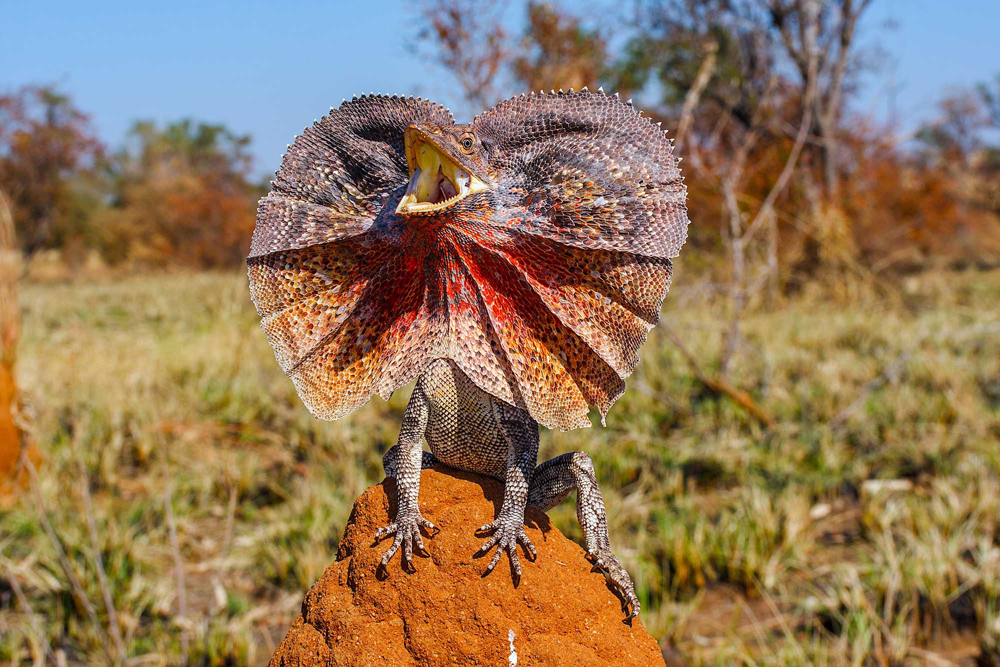 Basking and threatening Chlamydosaurus kingii or Frilled Lizard, Kakadu, Australia