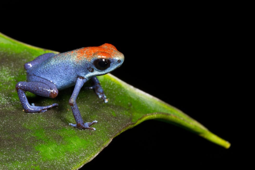 Escudo de Veraguas Strawberry Poison Frog