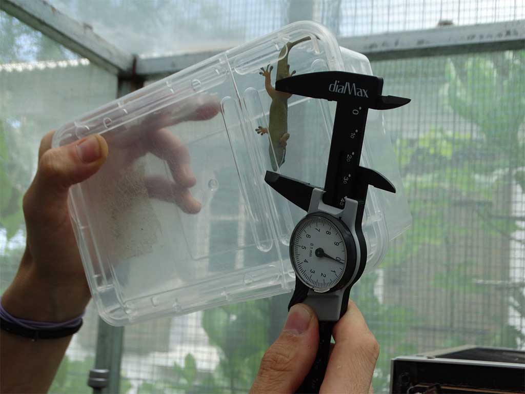 Measuring the reared Manapany Day Gecko ©NOI