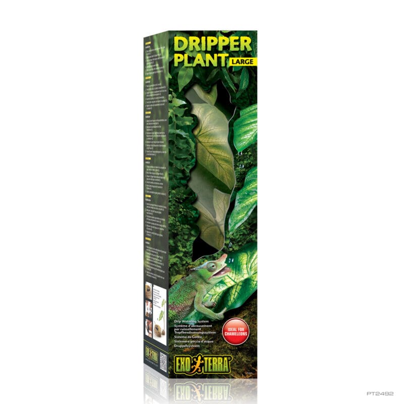 Dripper Plant Large