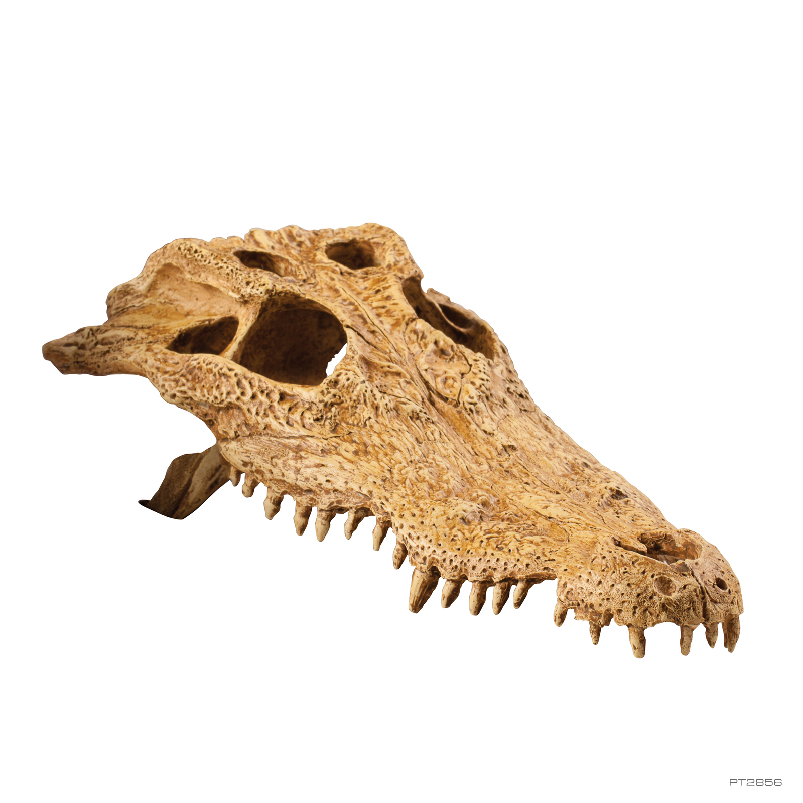 Crocodile skull. Toothy crocodile muzzle skeleton as an interior