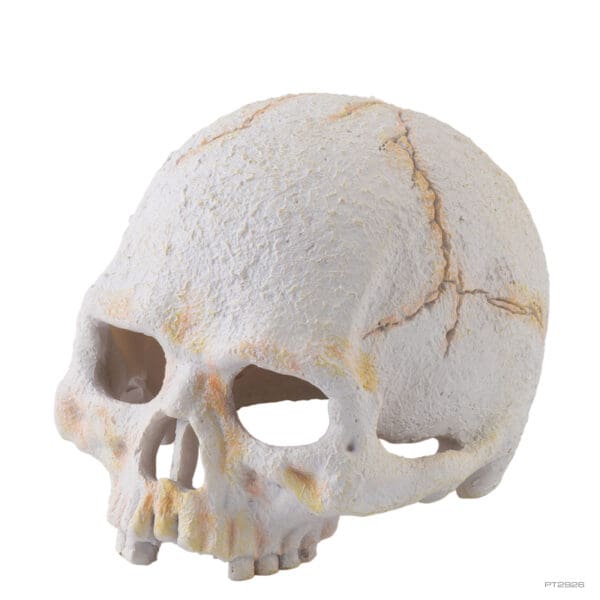 Primate Skull Small