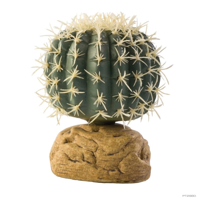 Barrel Cactus Small