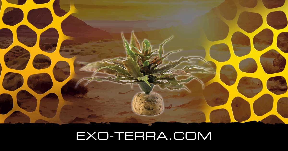 cactusです Star Cactus