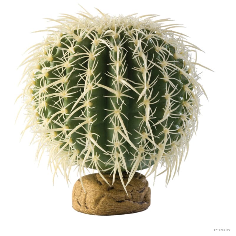 Barrel Cactus Medium