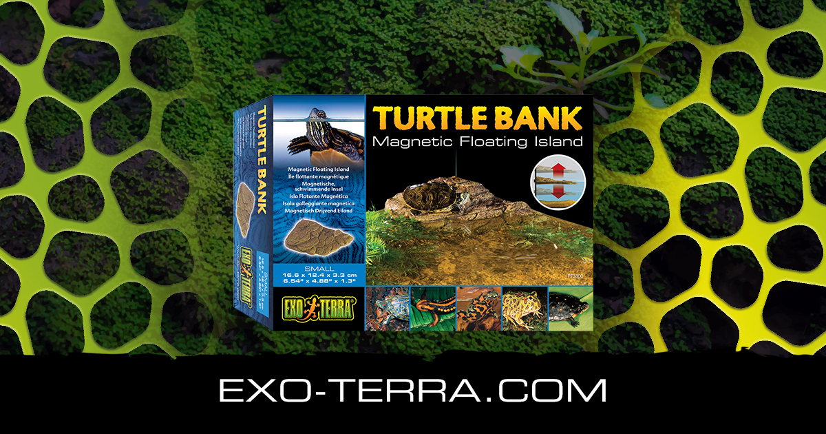 Turtle Bank Small