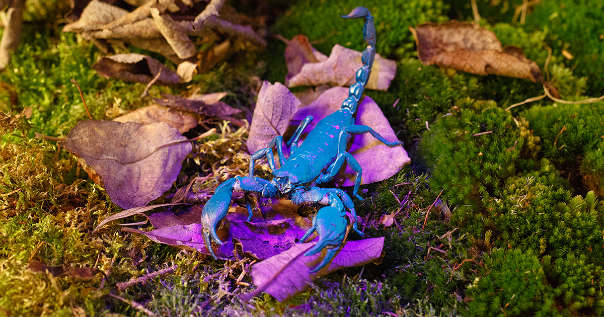 Blue Emperor Scorpion” - One of the largest scorpion in the world