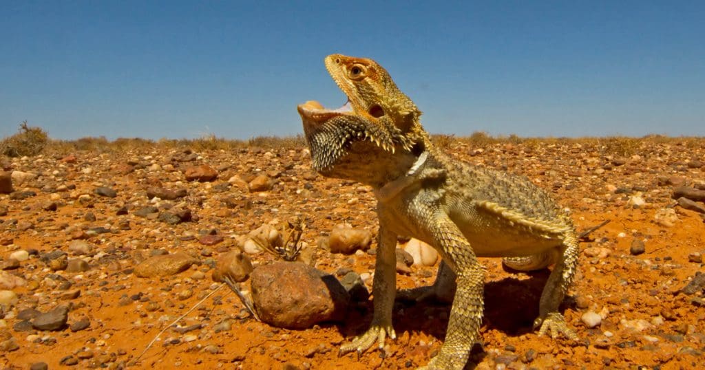 Bearded Dragon in its natural habitat, Outback Desert, Australia - Anonymous (Nactus Award).