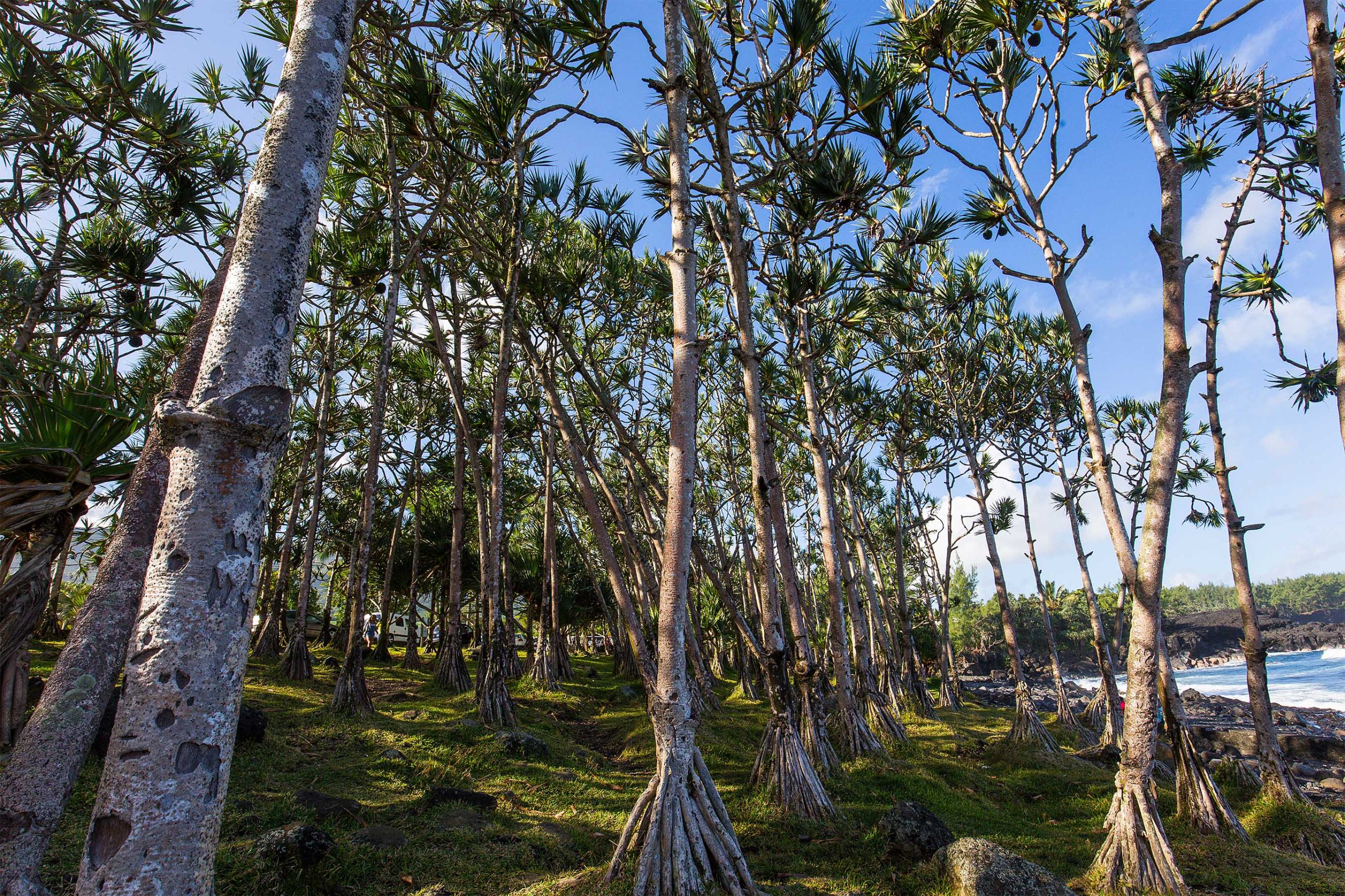 Pandanus utilis forest bord de falaise, Southern Réunion