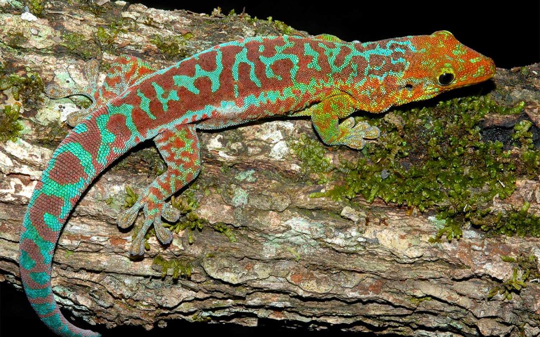 Rediscovering the Réunion Island Day Gecko
