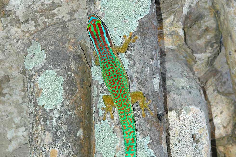 Protecting the Legacy of Réunion Island's Day Geckos