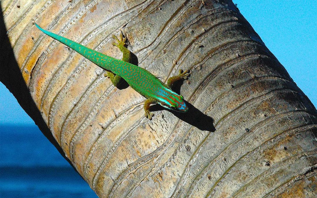 The Unique world of the Manapany Day Gecko