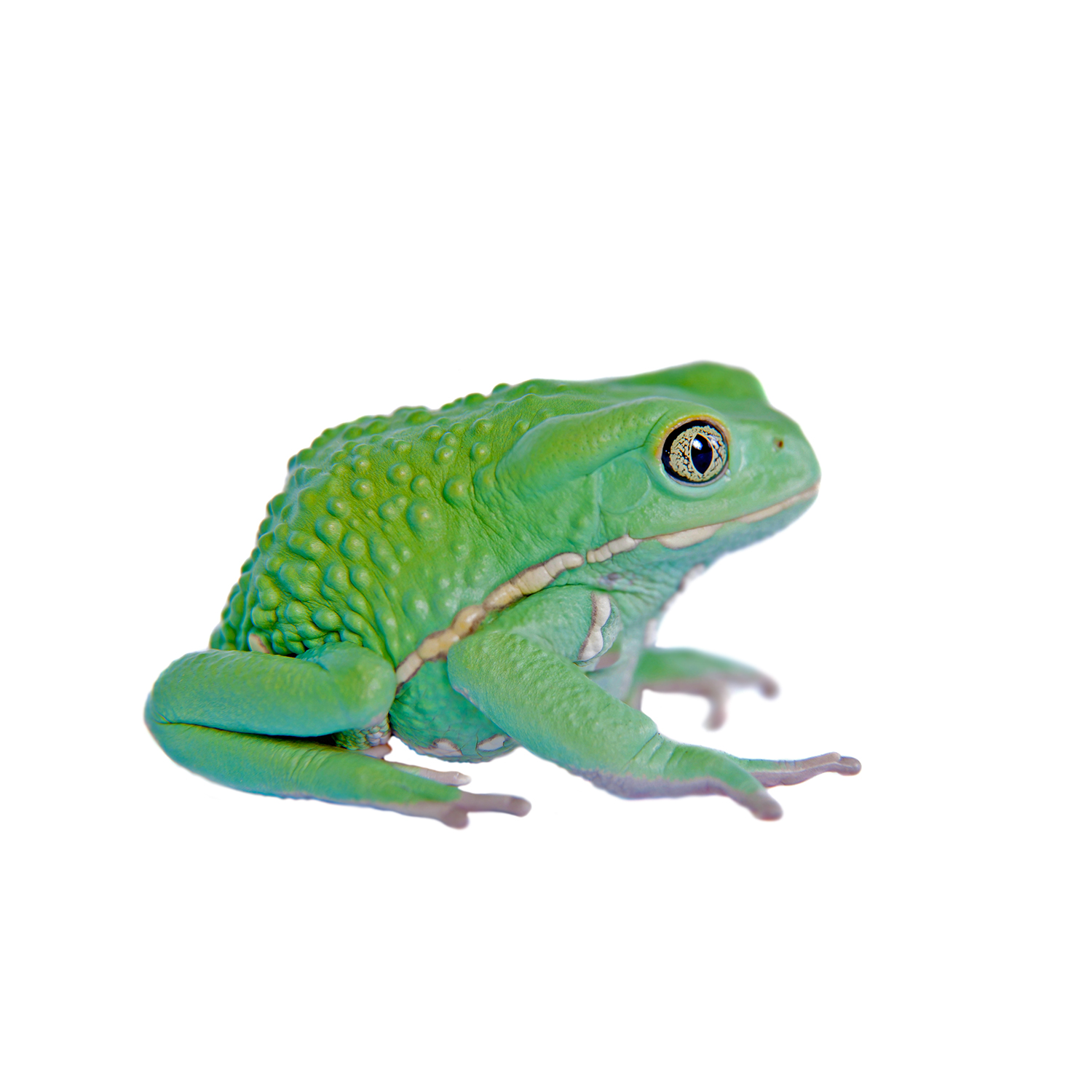 Waxy Monkey Tree Frog