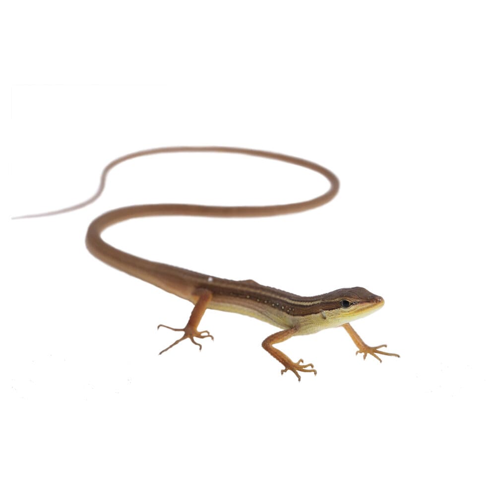 Six Striped Long Tailed Lizard