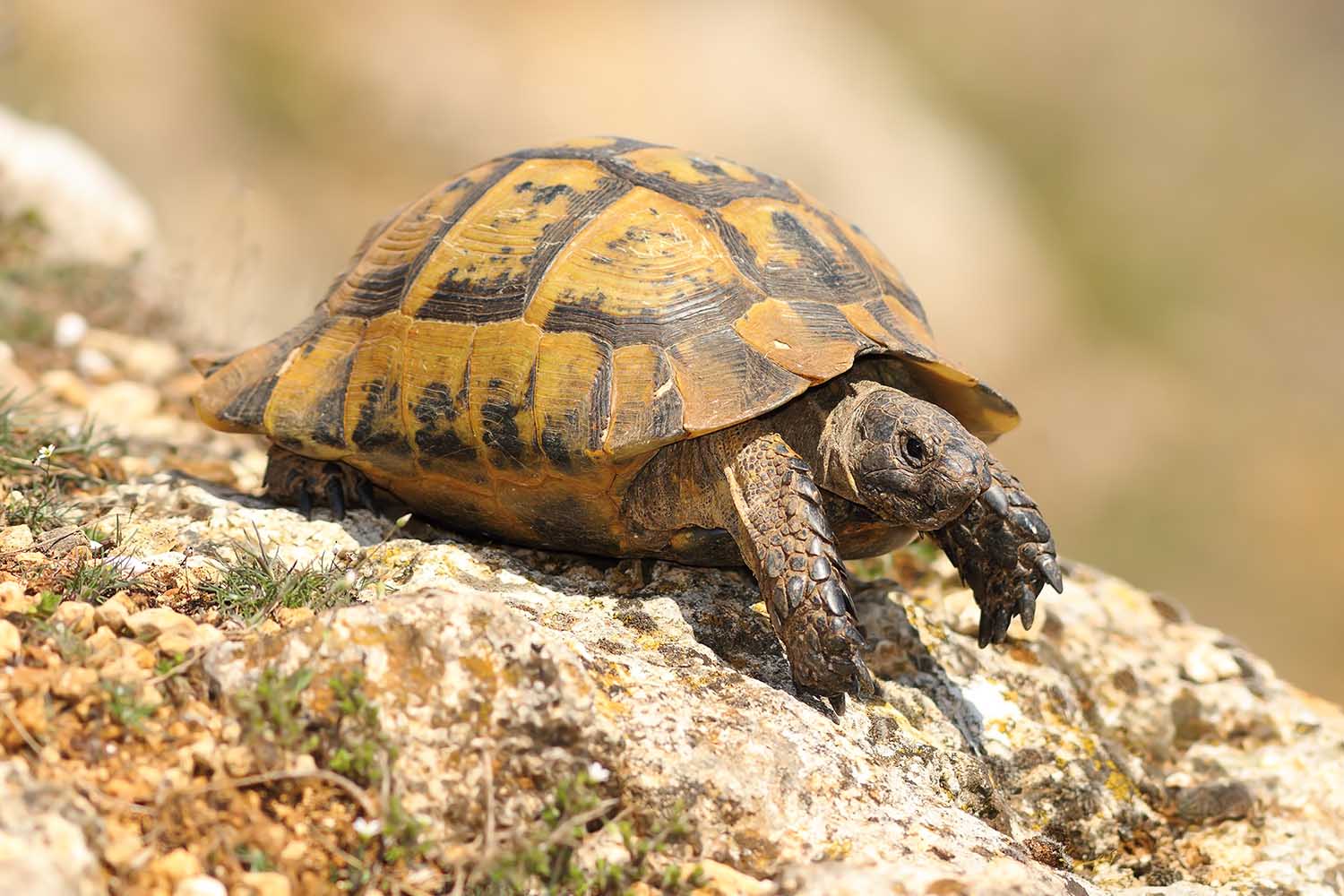 The Spur-thighed Tortoise, Testudo graeca basking foraging in full sunlight, Romania