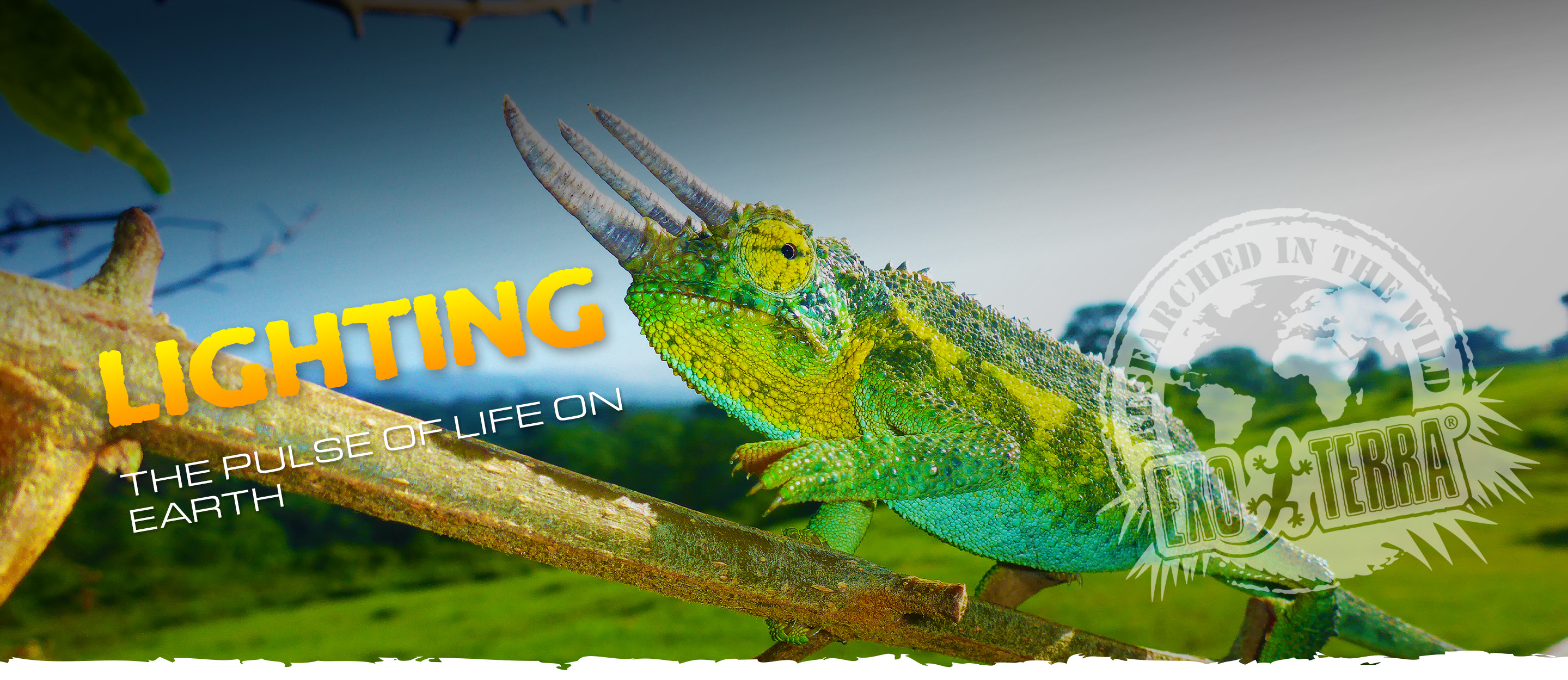 Lighting: light plays a crucial role in the overall wealth and well-being of reptiles and amphibians.
