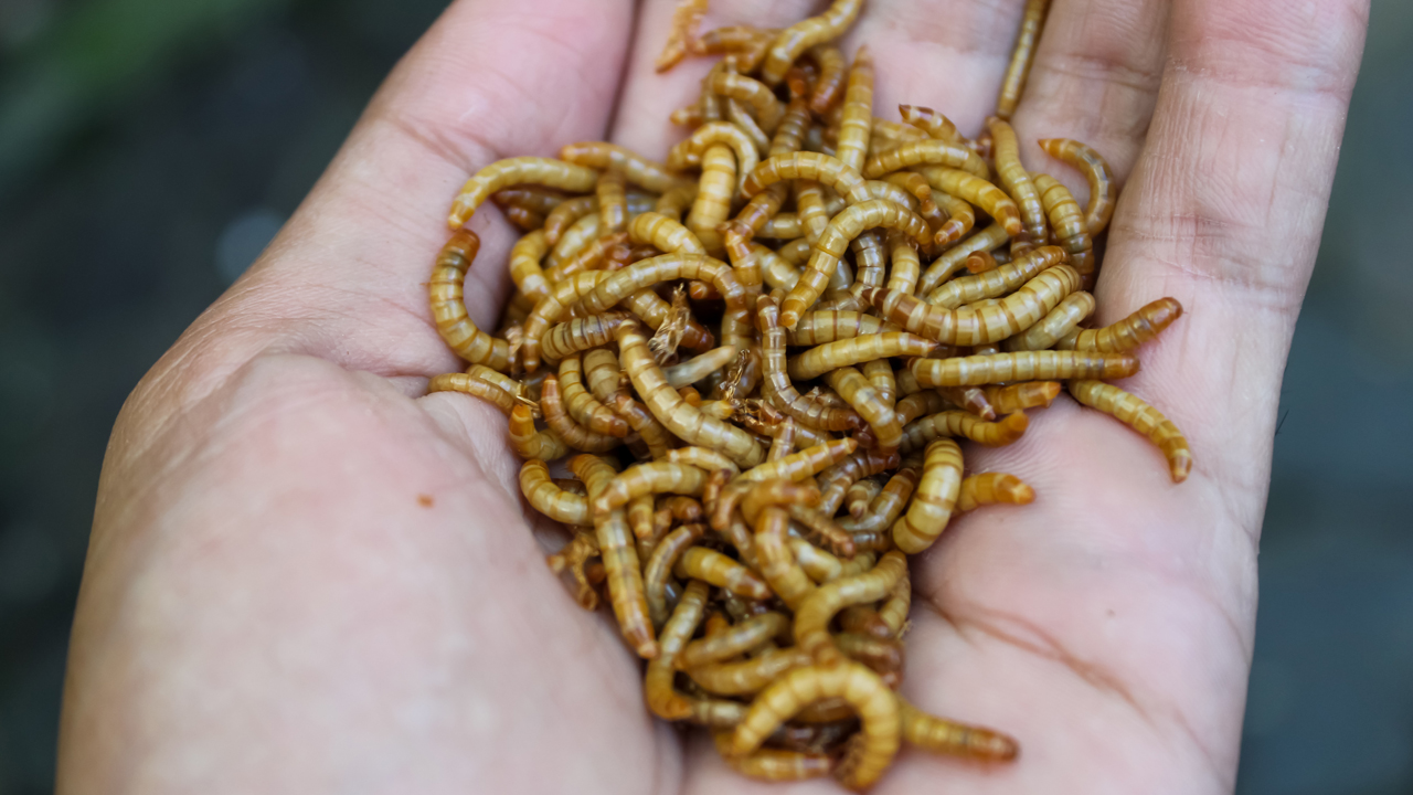 Insect Based Diets
