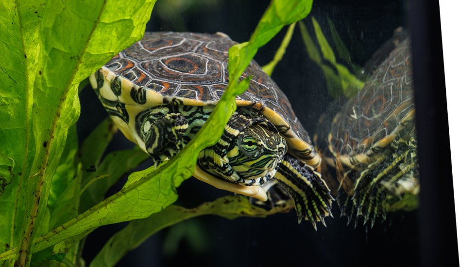 Turtle Haven