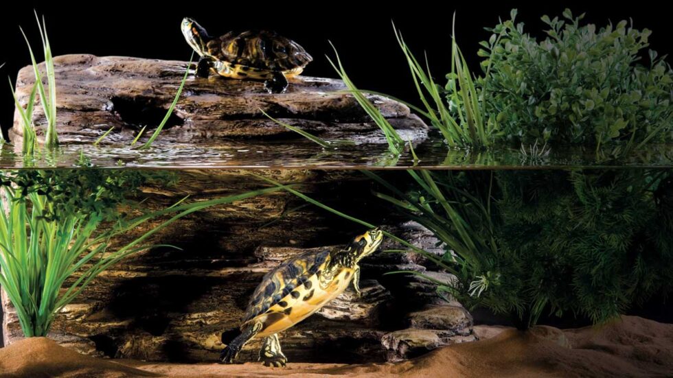 Turtle Haven