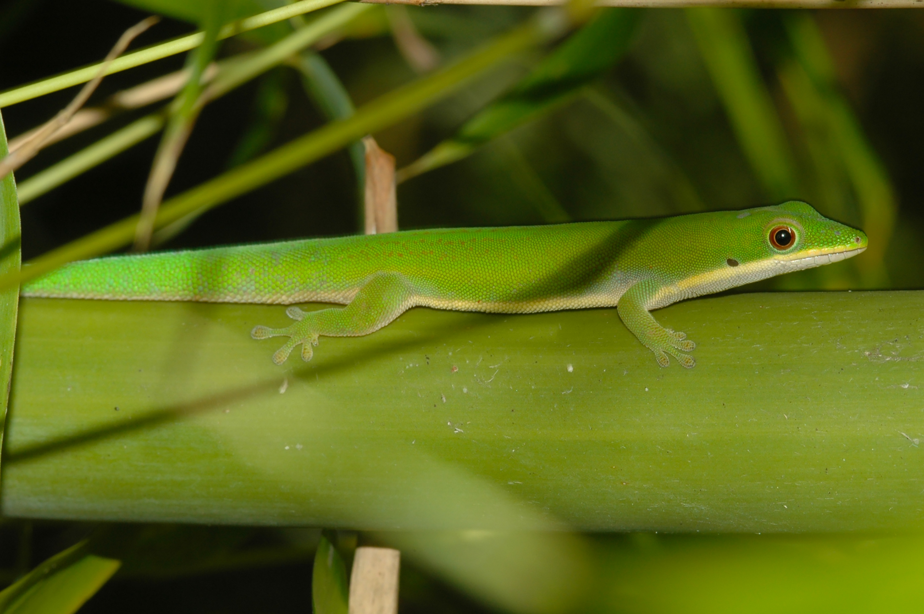 Discovery of a new Gecko