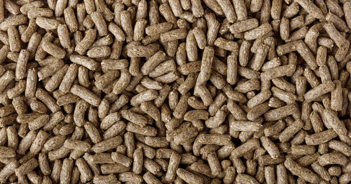 Dragon Grub, not your average reptile food! Exo Terra