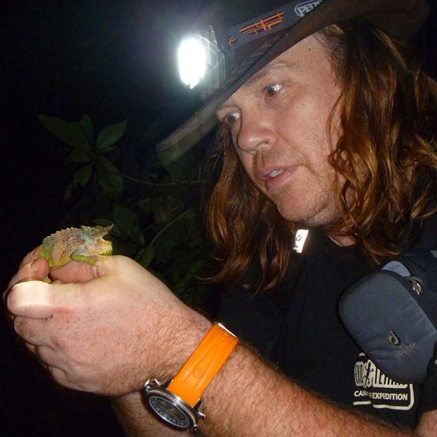 Chuckwalla (Sauromalus ater)